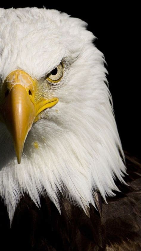 iraqi eagle